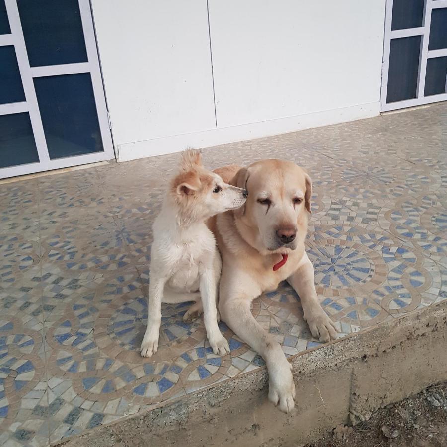 A Dog'S Story, Jaipur Bed & Breakfast Екстериор снимка