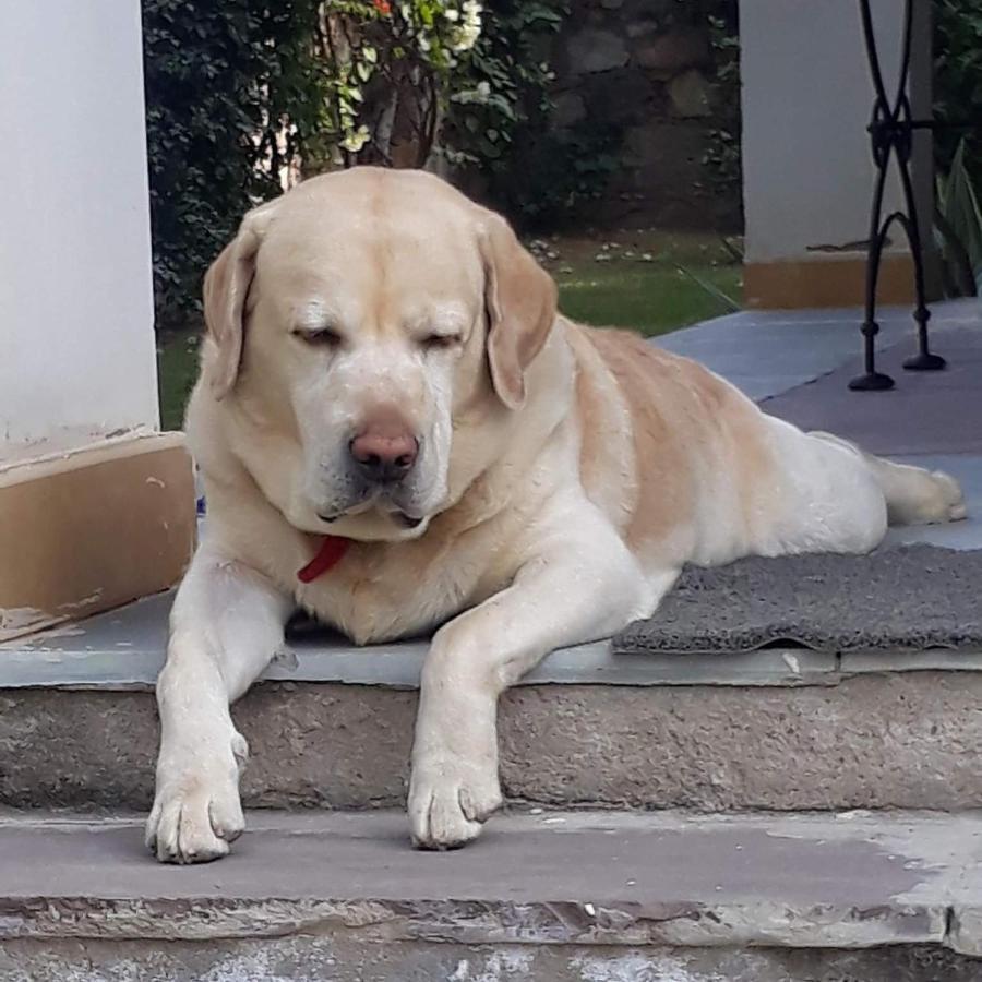 A Dog'S Story, Jaipur Bed & Breakfast Екстериор снимка